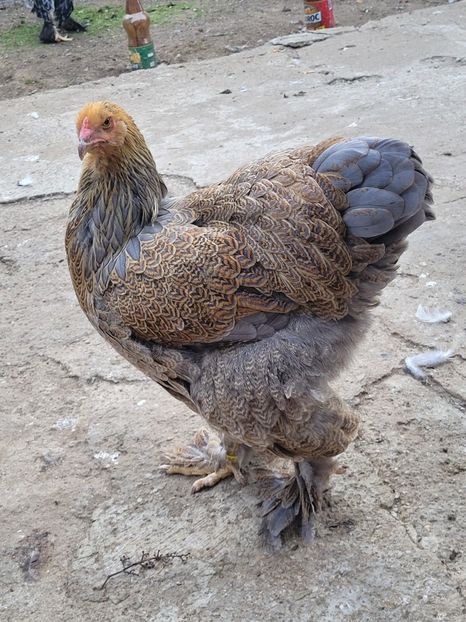  - a__Pui și tineret brahma 2023