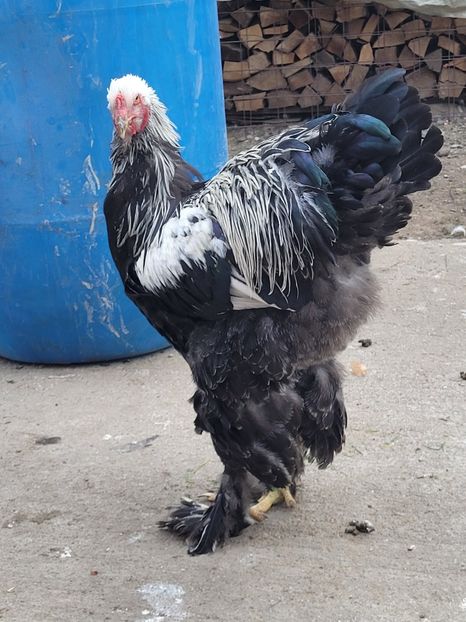  - a__Pui și tineret brahma 2023