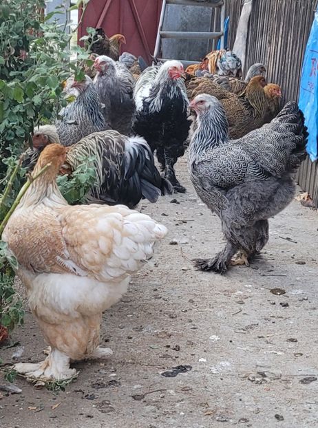  - a__Pui și tineret brahma 2023