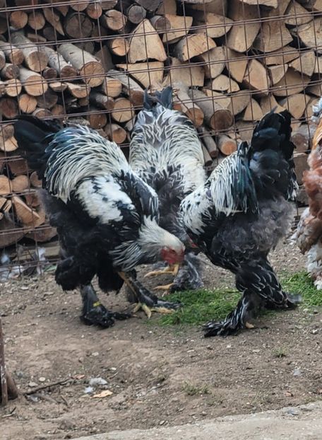  - a__Pui și tineret brahma 2023