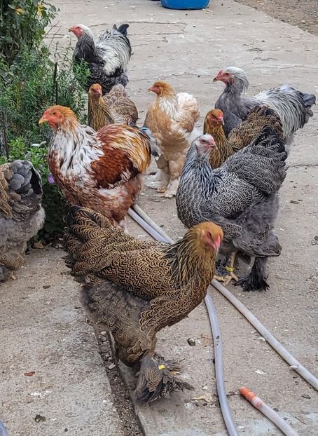  - a__Pui și tineret brahma 2023