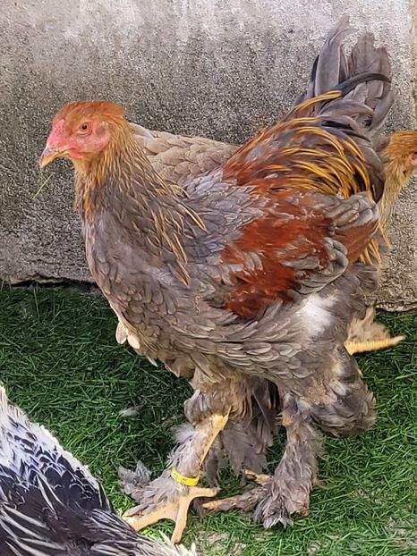  - a__Pui și tineret brahma 2023