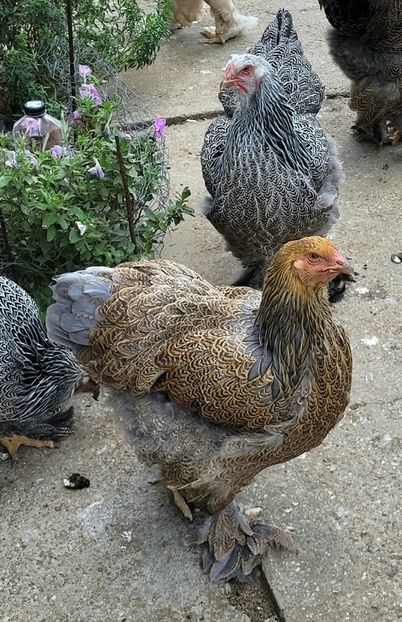  - a__Pui și tineret brahma 2023