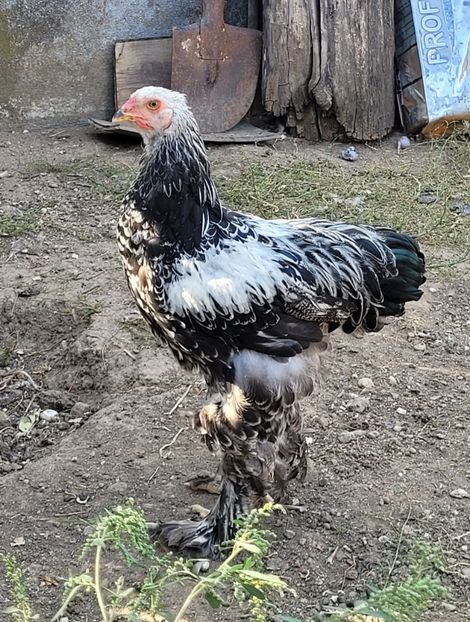  - a__Pui și tineret brahma 2023