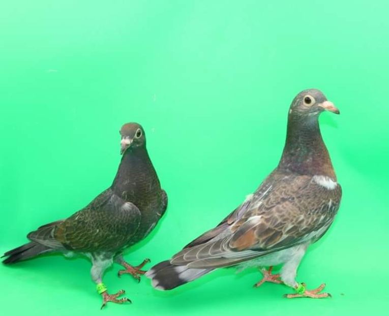  - Nu îmi aparțin 6