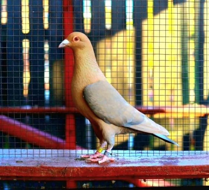  - Nu îmi aparțin 6