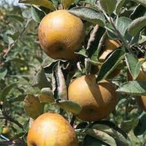 mar urias kozara4 - MAR soiul KOJARA