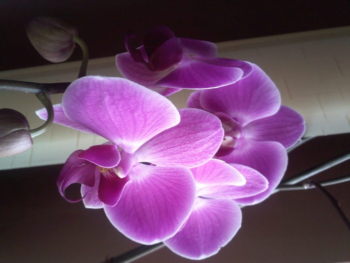 IMG045 - Florile mele de orhidee