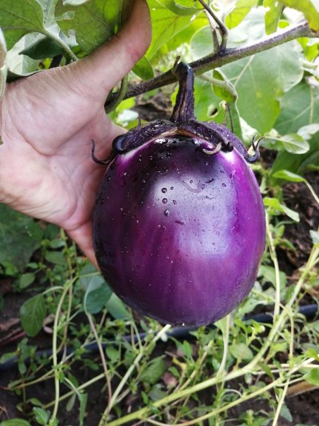  - SEMINTE VINETE - V 12 MITOYO