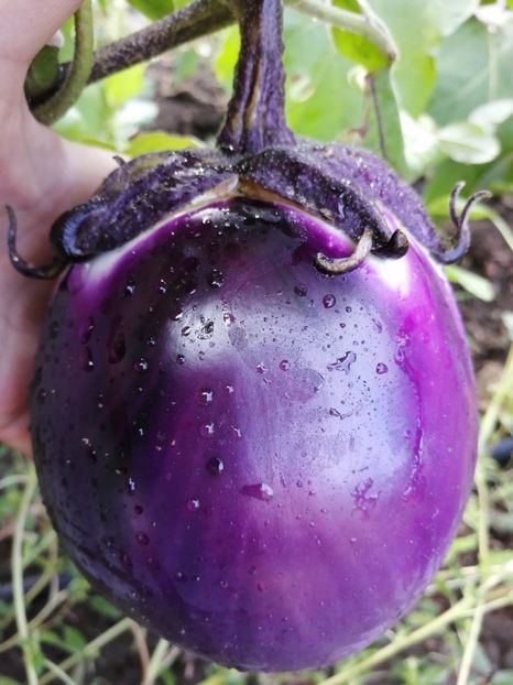  - SEMINTE VINETE - V 12 MITOYO