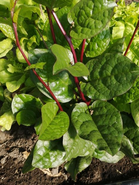  - SEMINTE SPANAC DE MALABAR - D 212