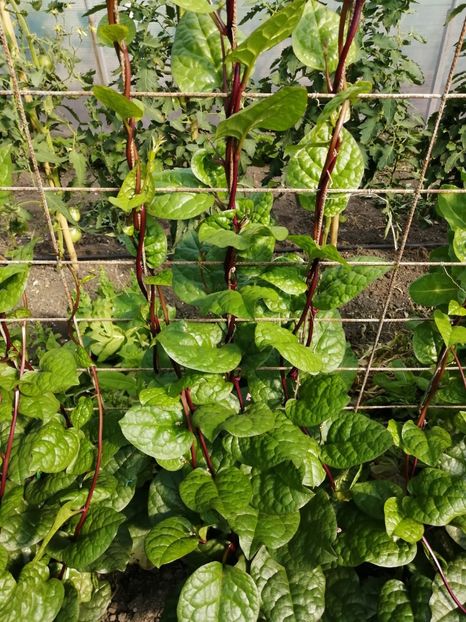  - SEMINTE SPANAC DE MALABAR - D 212