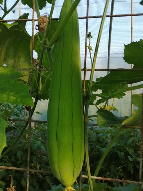  - SEMINTE LUFA - LUFFA CYLINDRICA