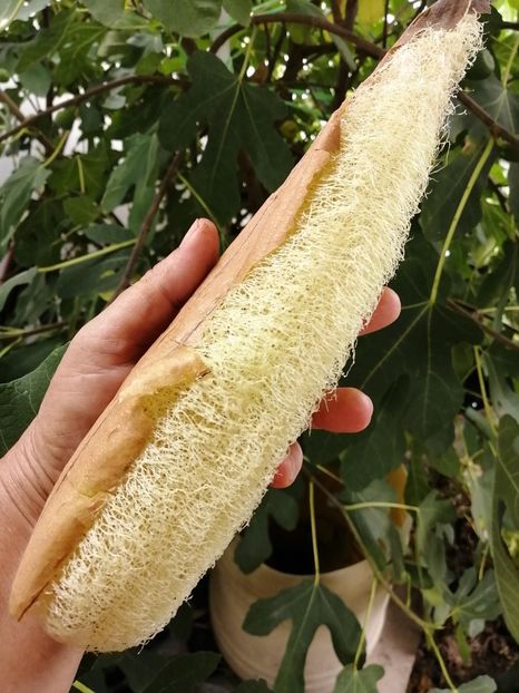  - SEMINTE LUFA - LUFFA CYLINDRICA