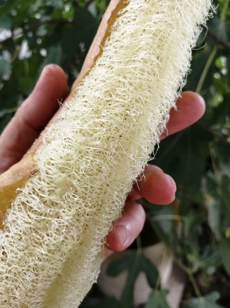  - SEMINTE LUFA - LUFFA CYLINDRICA