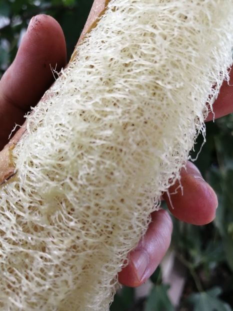  - SEMINTE LUFA - LUFFA CYLINDRICA