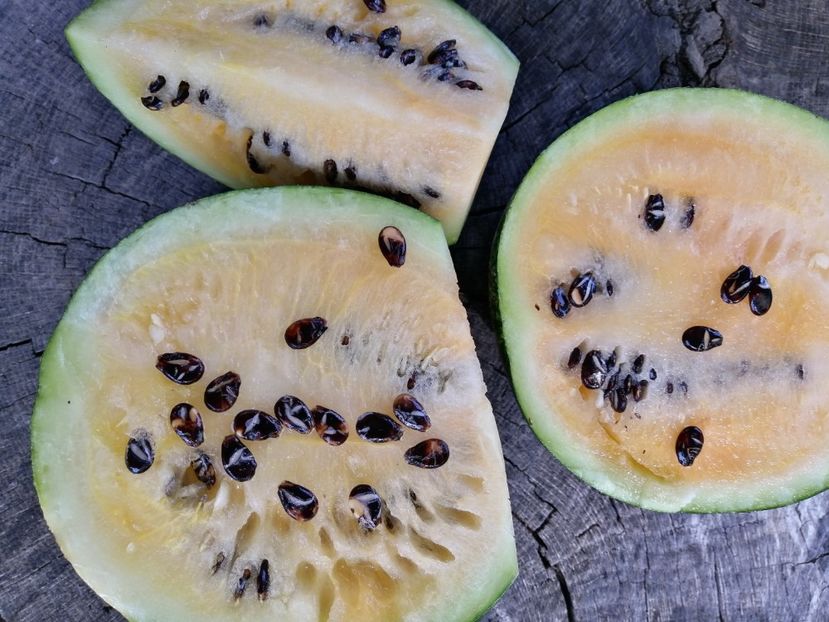  - SEMINTE PEPENE VERDE - D 189 - CEKIRDEGI OYALI