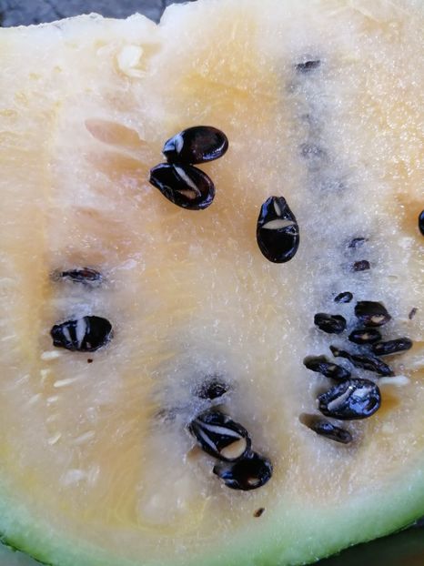  - SEMINTE PEPENE VERDE - D 189 - CEKIRDEGI OYALI