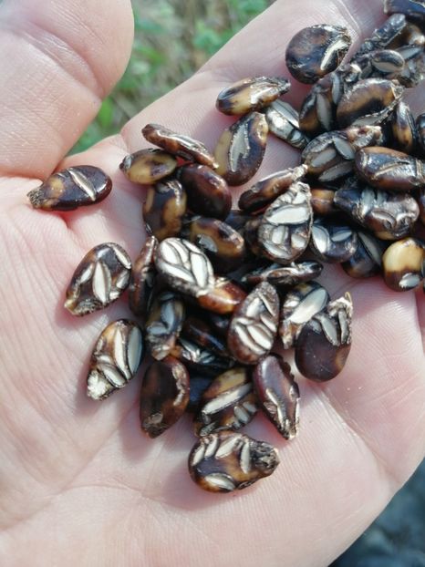  - SEMINTE PEPENE VERDE - D 189 - CEKIRDEGI OYALI