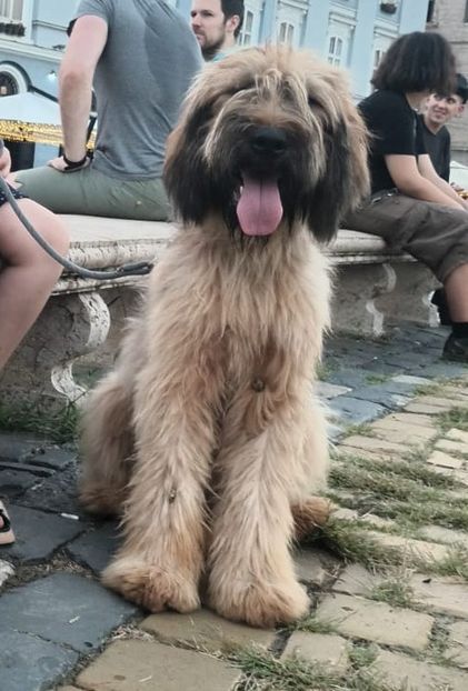 Ciobanesc de Brie RIARD - BRIARD Ciobanesc de BRIE