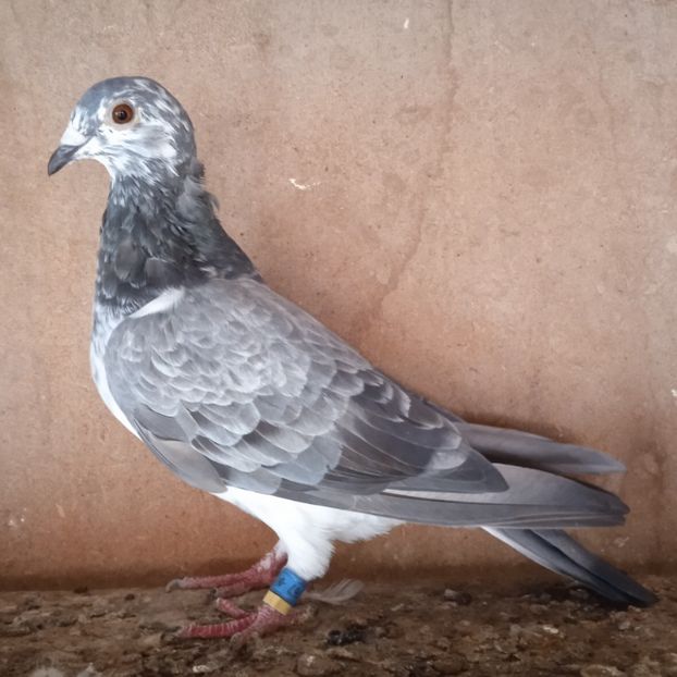 Femela 21-767 BE....-rezervata Telesti - Porumbei vanduti