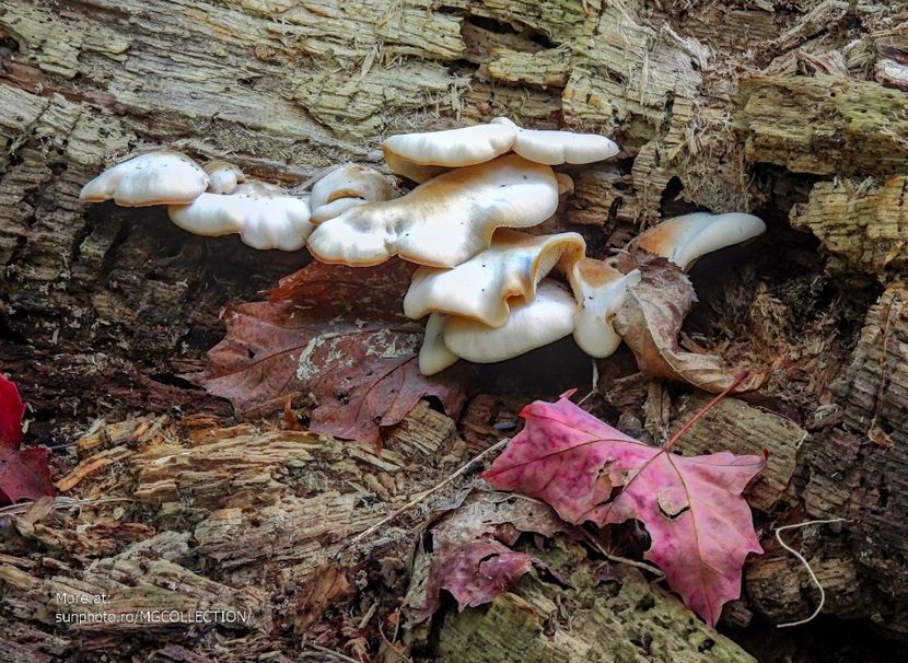  - CANADIAN AUTUMN - Toamna canadiana