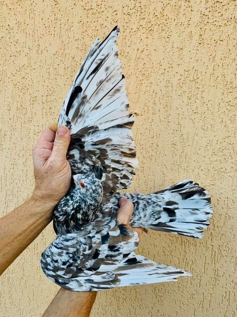  - Nu îmi aparțin 6