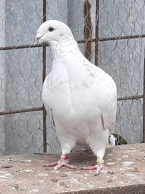  - PUI 2023