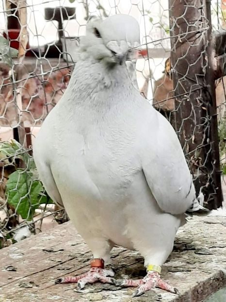  - PUI 2023