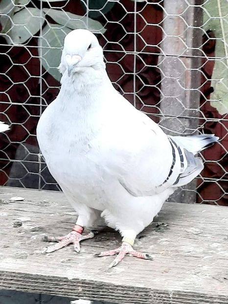  - PUI 2023