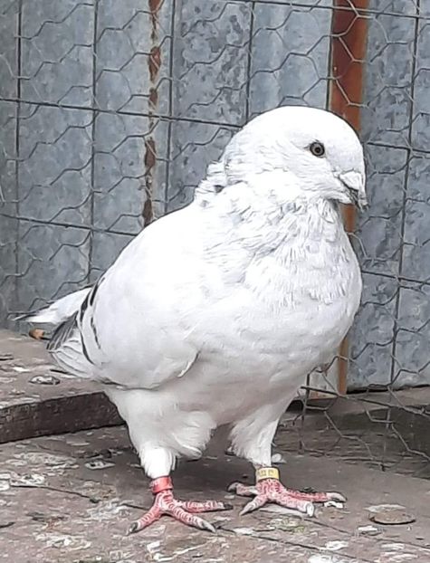  - PUI 2023