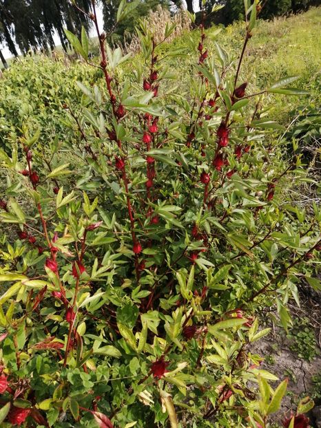  - SEMINTE HIBISCUS SABDARIFFA - D 205 ROSELLE