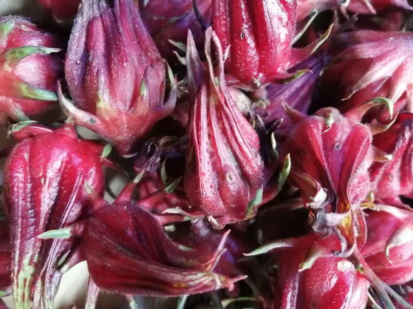  - SEMINTE HIBISCUS SABDARIFFA - D 205 ROSELLE