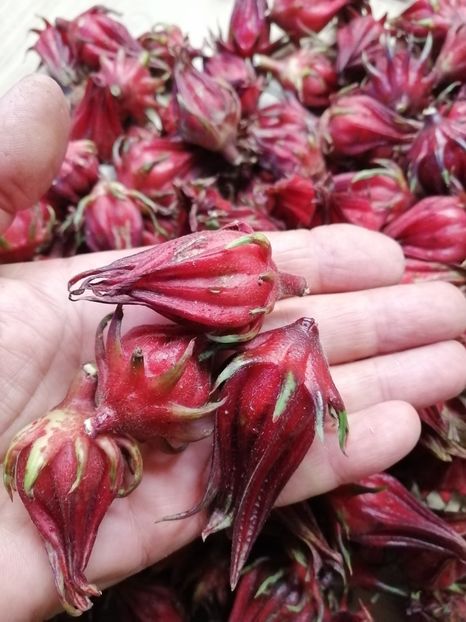  - SEMINTE HIBISCUS SABDARIFFA - D 205 ROSELLE