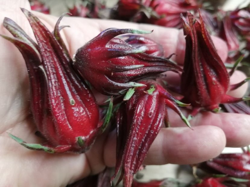  - SEMINTE HIBISCUS SABDARIFFA - D 205 ROSELLE