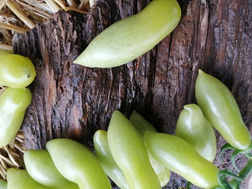  - SEMINTE ROSII - T 985 MY DANCING GREEN FINGERS