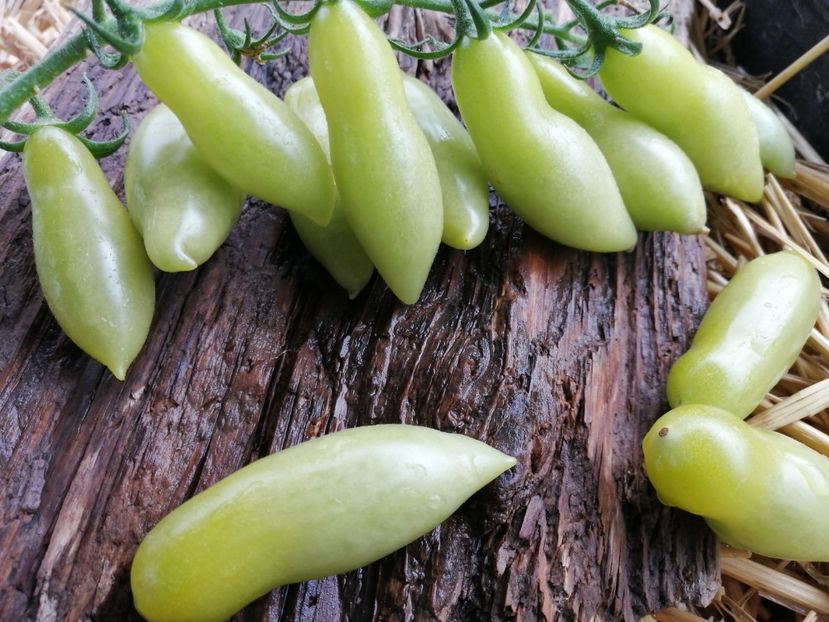  - SEMINTE ROSII - T 985 MY DANCING GREEN FINGERS