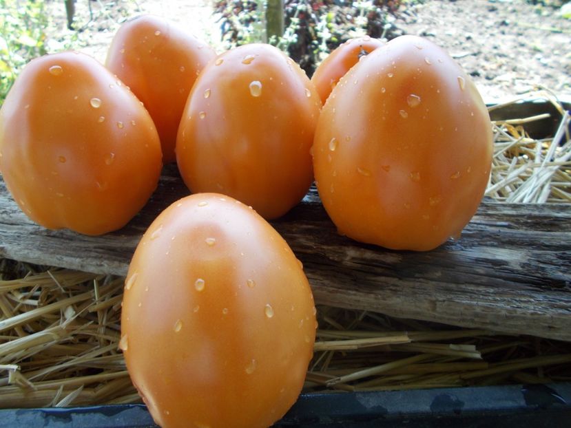  - SEMINTE ROSII - COEUR DE BEUF ORANGE