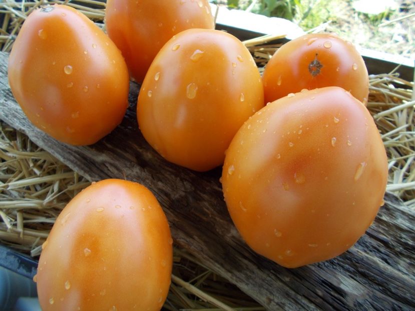  - SEMINTE ROSII - COEUR DE BEUF ORANGE