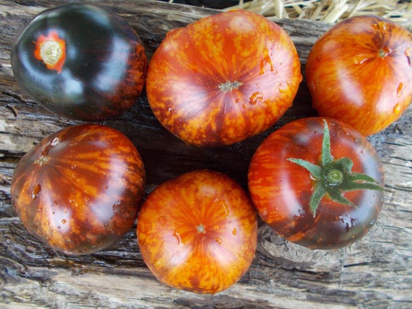  - SEMINTE ROSII - KONIGIN DER NACHT