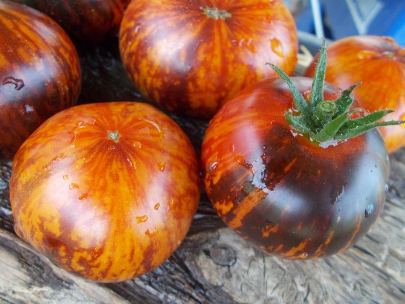  - SEMINTE ROSII - KONIGIN DER NACHT