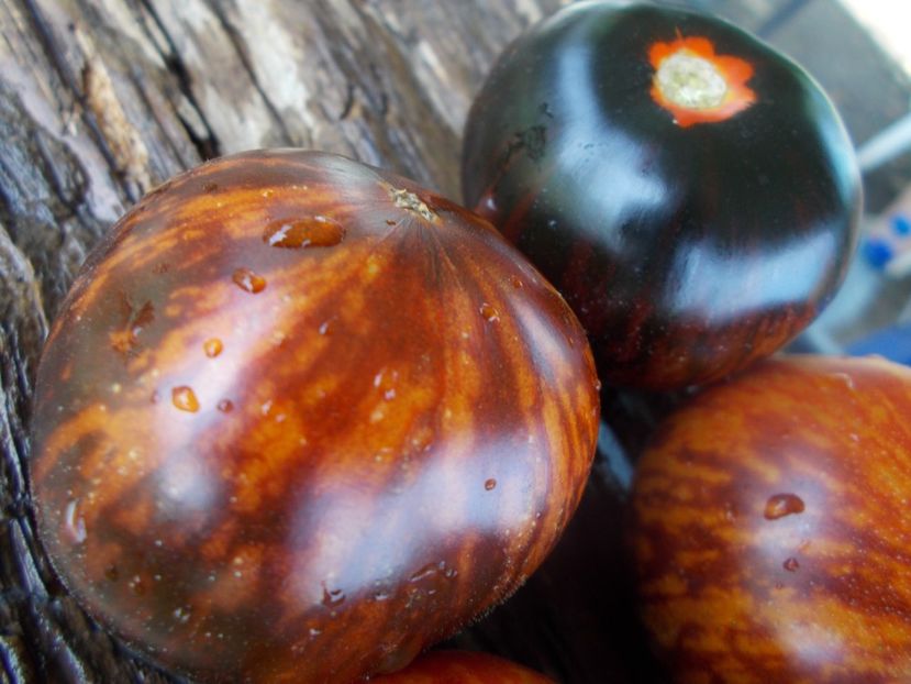  - SEMINTE ROSII - KONIGIN DER NACHT