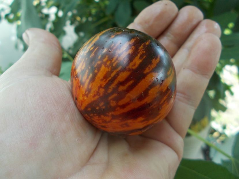  - SEMINTE ROSII - KONIGIN DER NACHT