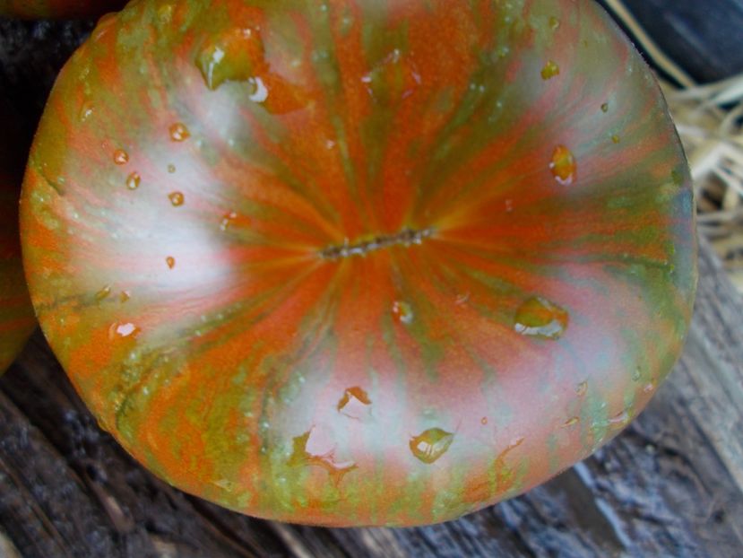  - SEMINTE ROSII - BLACK AND RED BOAR