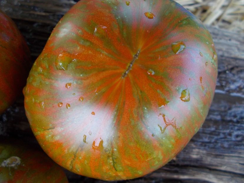  - SEMINTE ROSII - BLACK AND RED BOAR