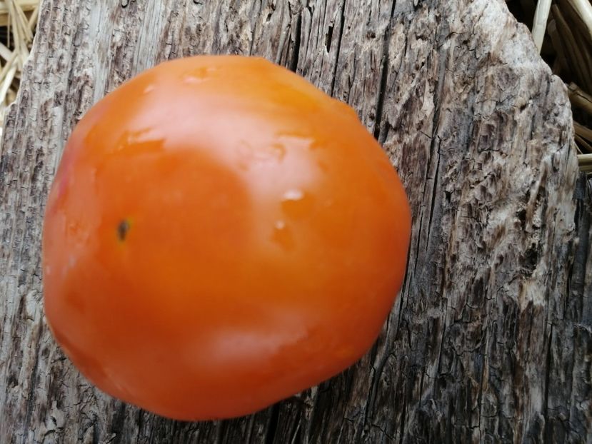  - SEMINTE ROSII - T 964 YOLANDA