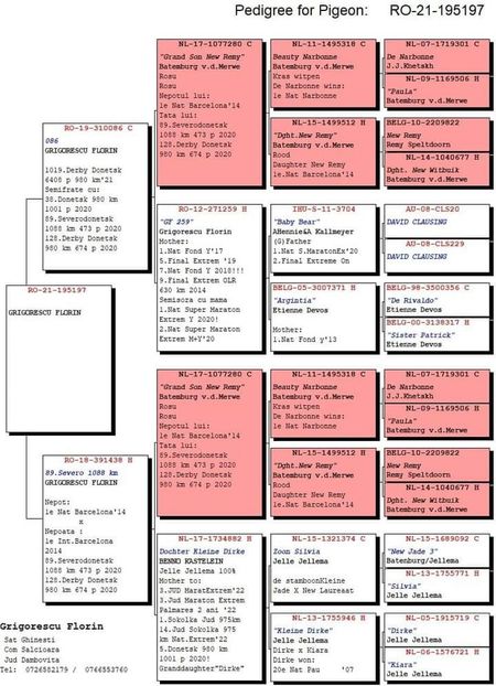  - Porumbei voiajori la matca