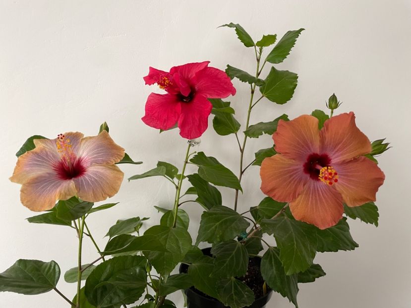  - 001 - Hibiscusi 2023