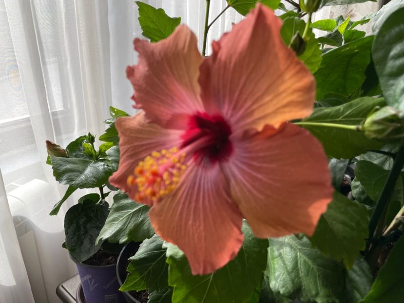  - 001 - Hibiscusi 2023