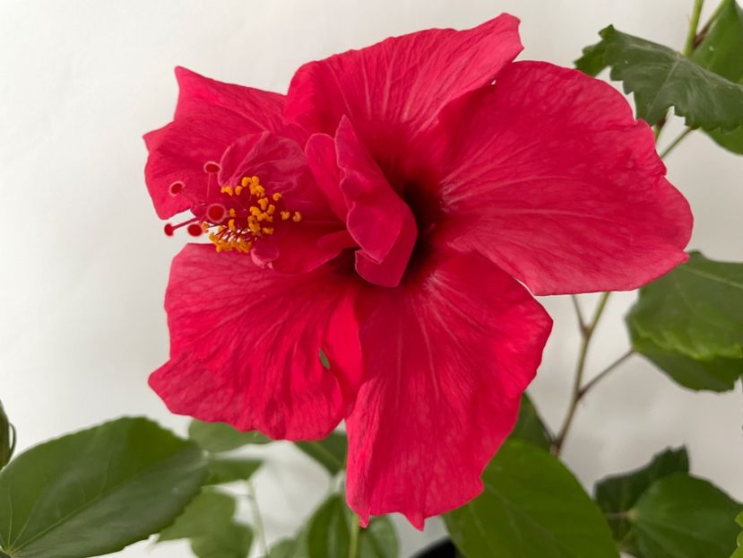  - 001 - Hibiscusi 2023